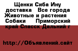 Щенки Сиба Ину доставка - Все города Животные и растения » Собаки   . Приморский край,Спасск-Дальний г.